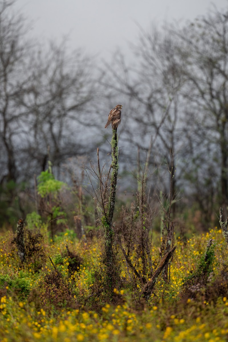 Red-shouldered Hawk - ML646682043