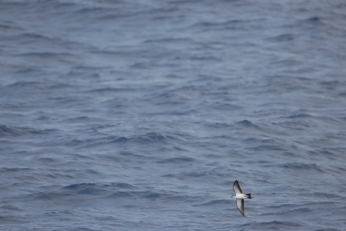 White-faced Storm-Petrel - ML646682054