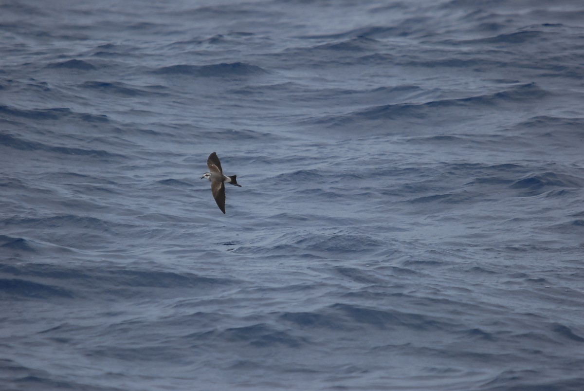 White-faced Storm-Petrel - ML646682055