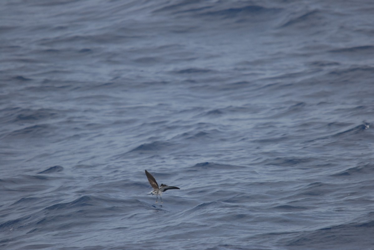 White-faced Storm-Petrel - ML646682056