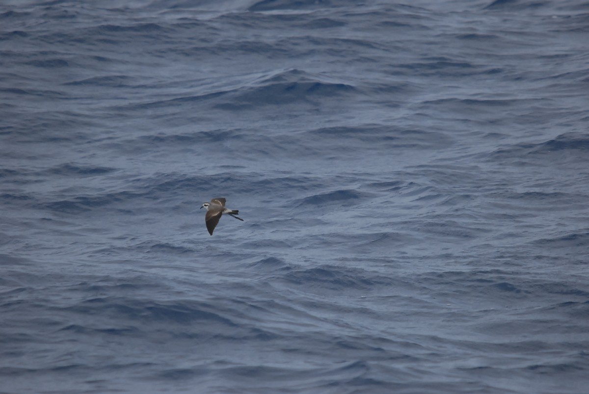 White-faced Storm-Petrel - ML646682057