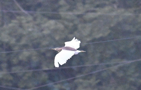 印度池鷺 - ML646682063