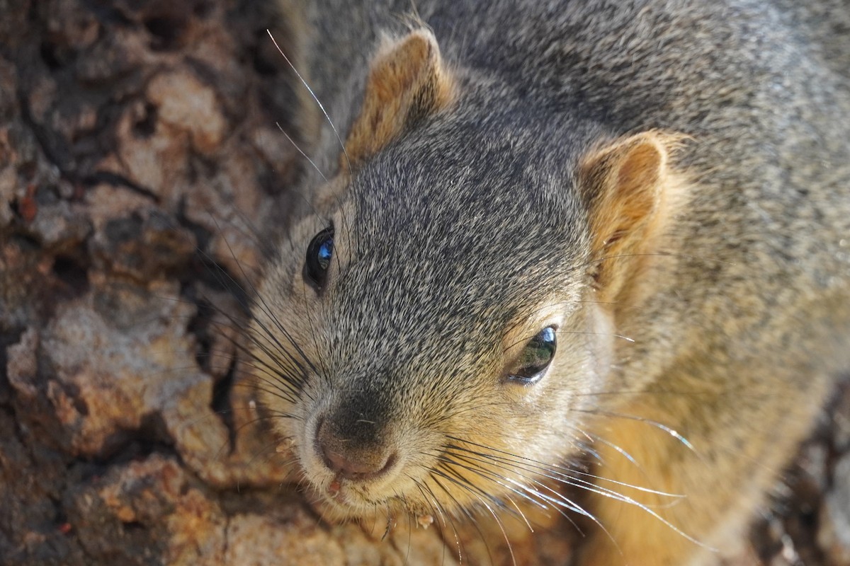 Ardilla zorra - ML646682069