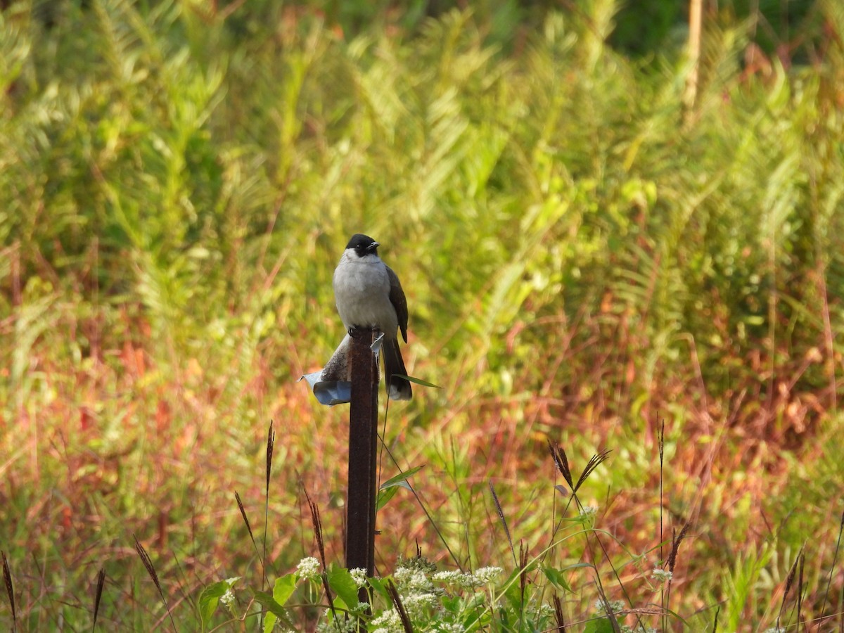 Бюльбюль індокитайський - ML646682086