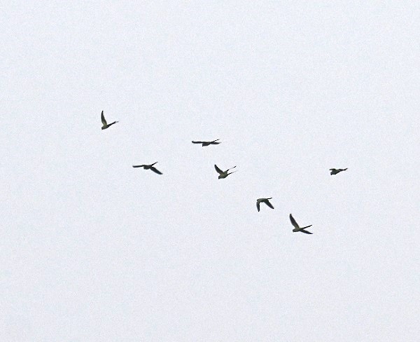 紅領綠鸚鵡 - ML646682095