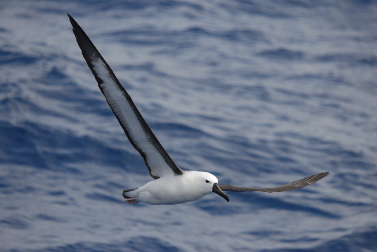 Альбатрос жовтодзьобий індійський - ML646682104