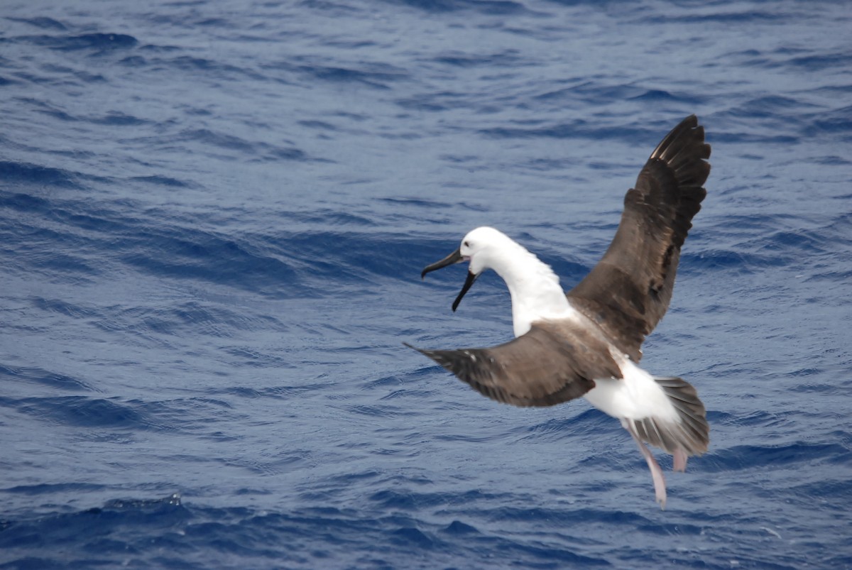 Альбатрос жовтодзьобий індійський - ML646682105