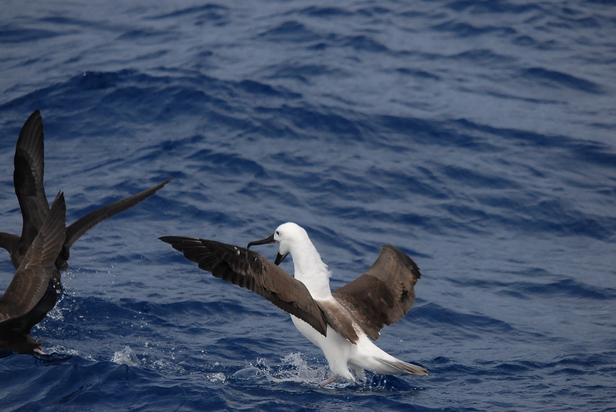 Альбатрос жовтодзьобий індійський - ML646682106