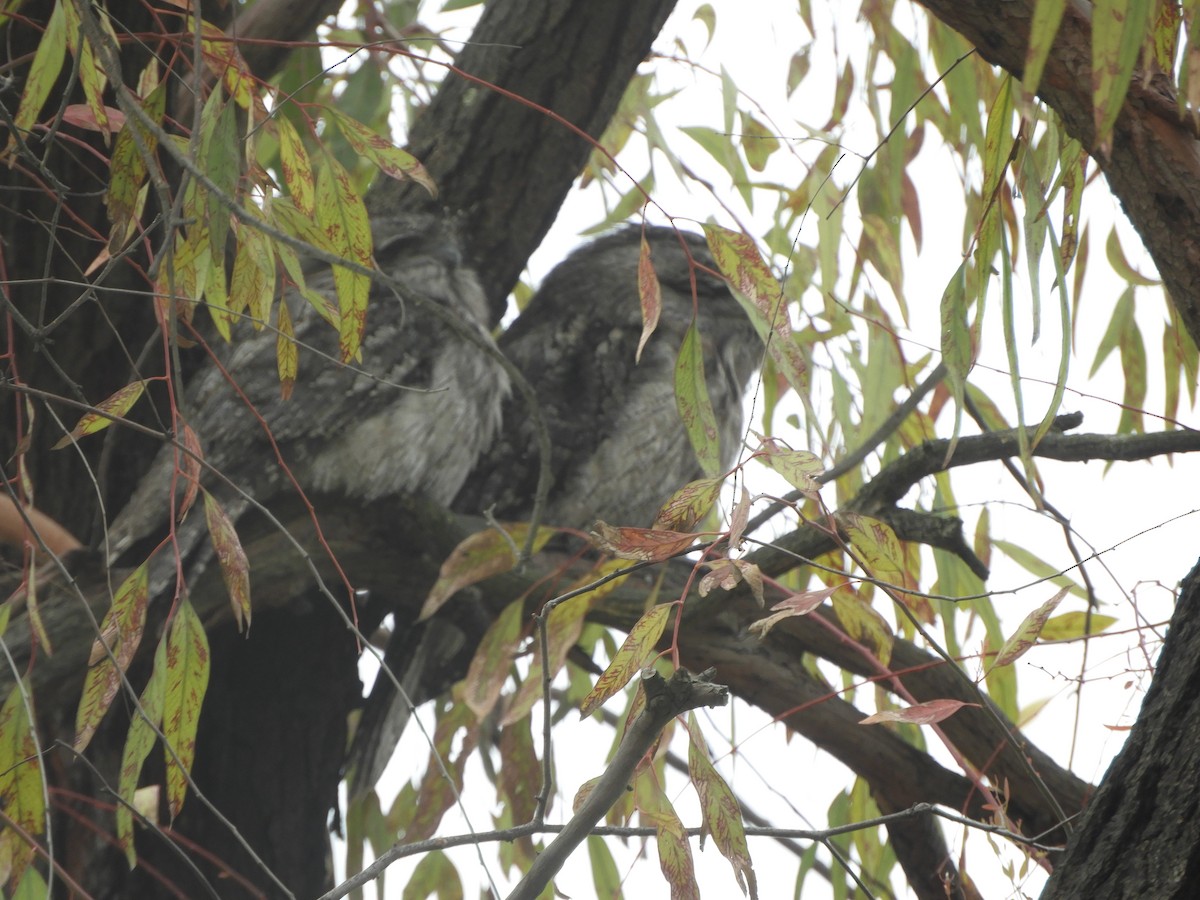 Білоніг австралійський - ML646682108