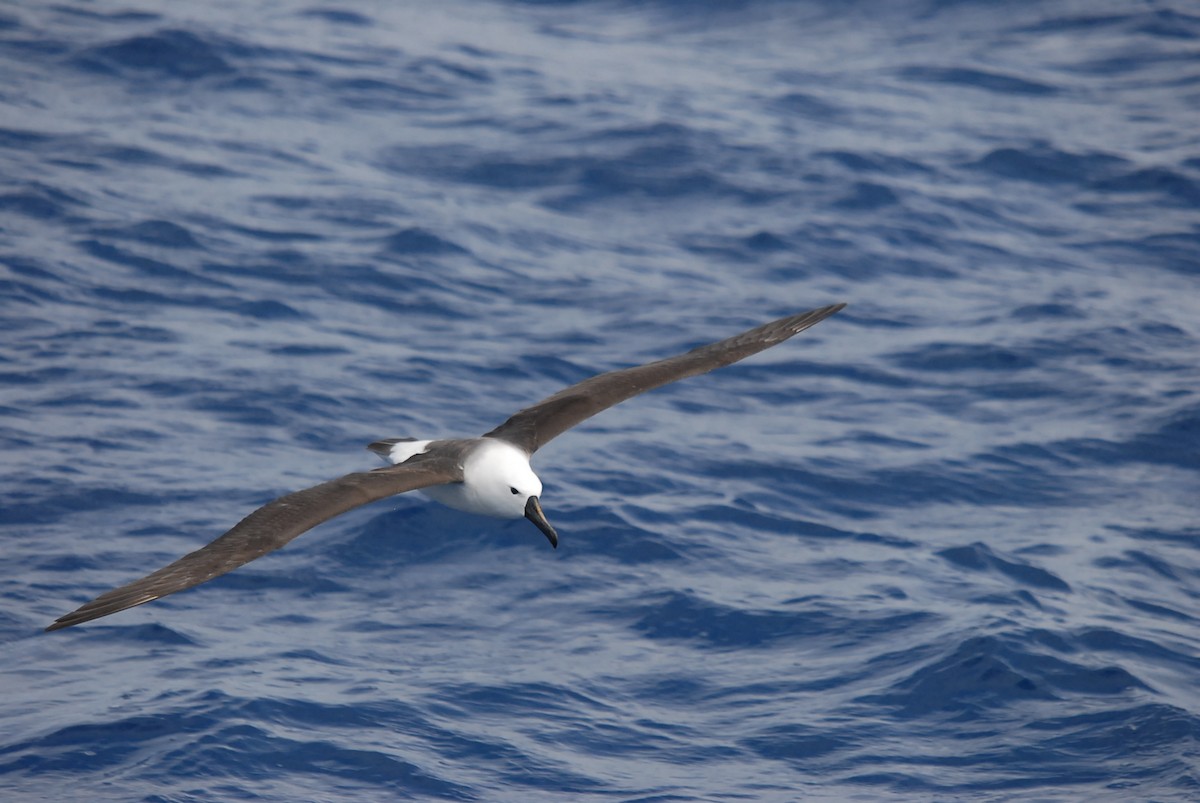 Альбатрос жовтодзьобий індійський - ML646682109