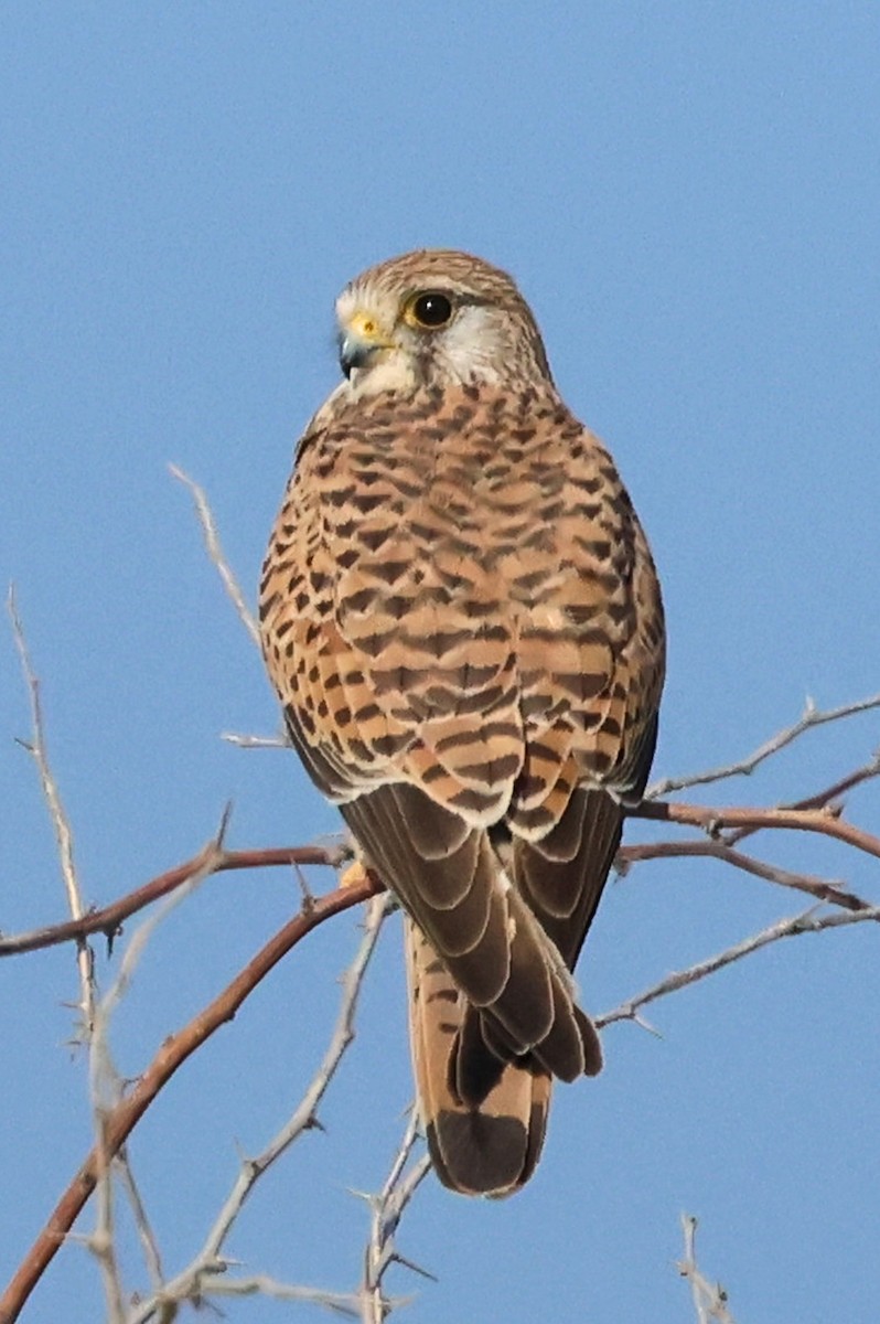 Боривітер звичайний - ML646682111