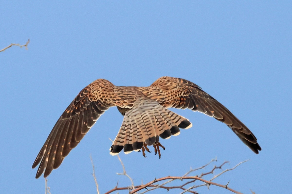 Боривітер звичайний - ML646682112