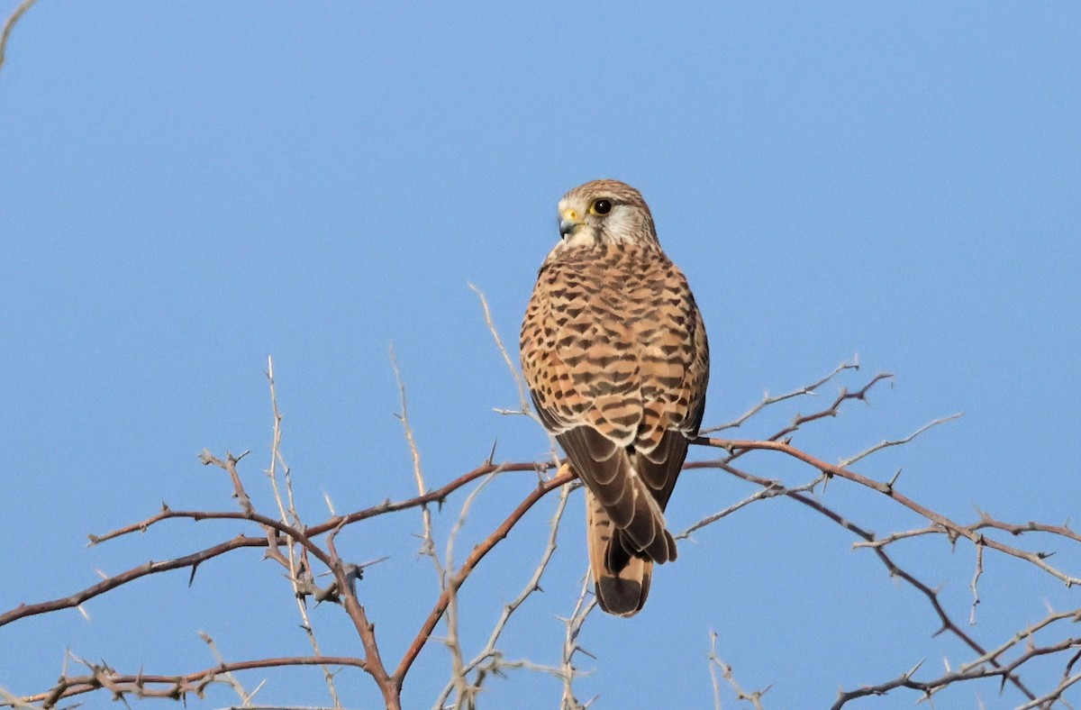 Боривітер звичайний - ML646682113