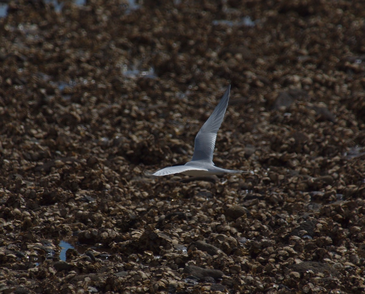 Крячок білолобий - ML646682114