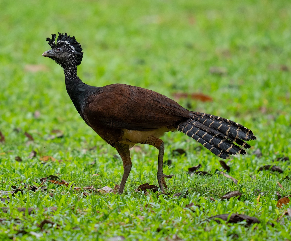 Кракс великий - ML646682115