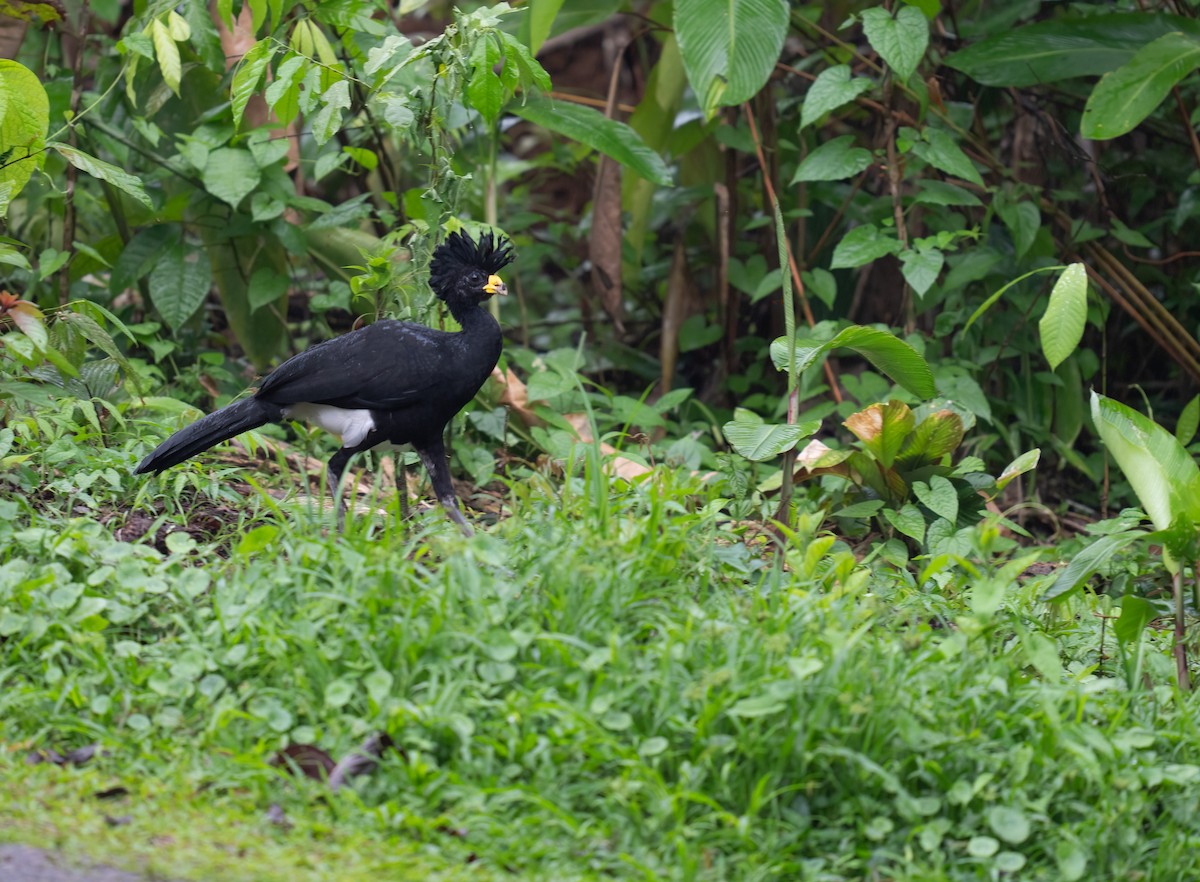 Кракс великий - ML646682116