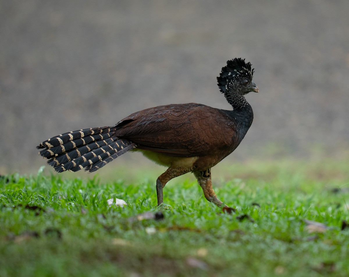 Кракс великий - ML646682117