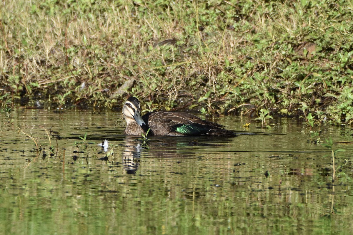 Крижень австралійський - ML646682119