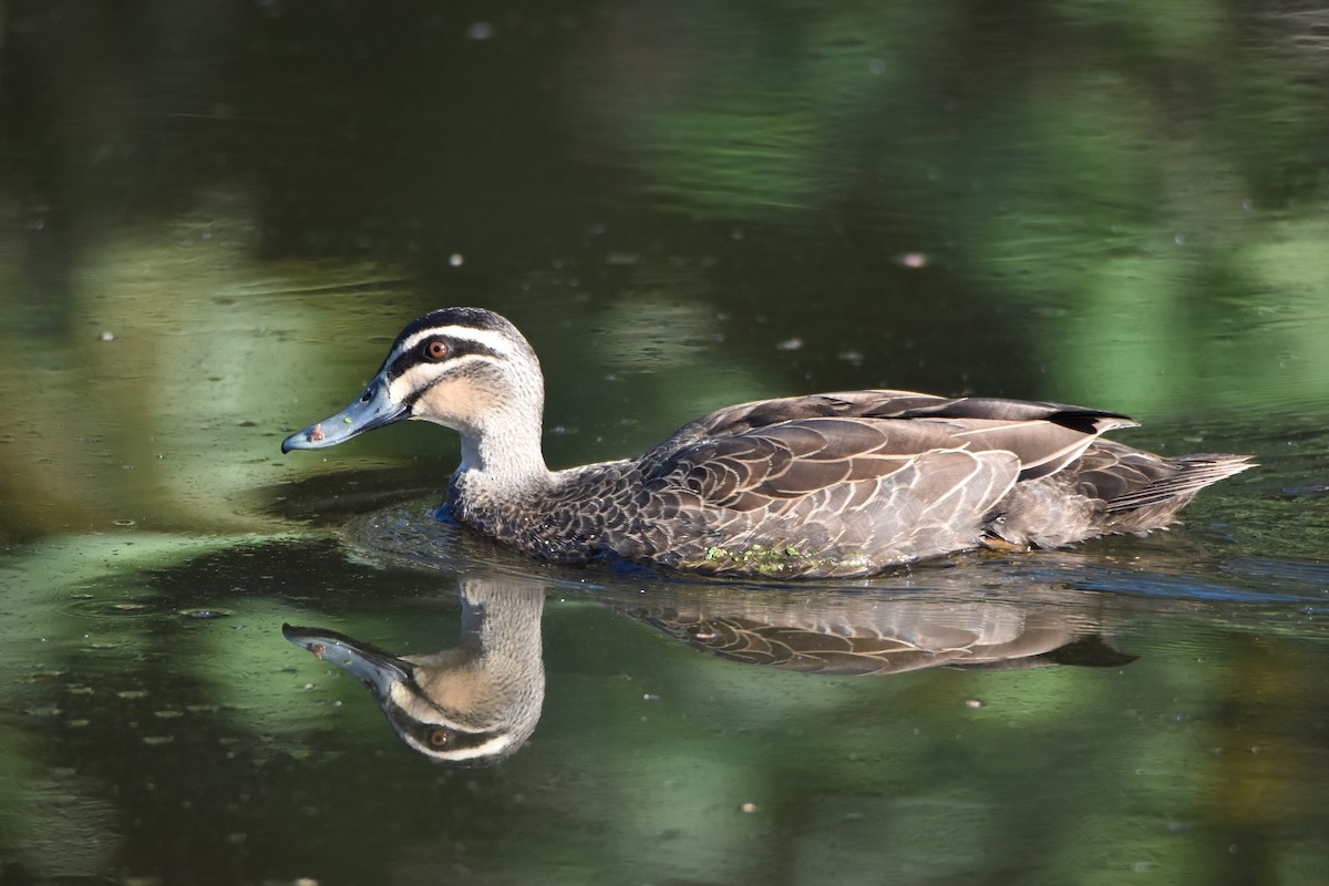 Крижень австралійський - ML646682120