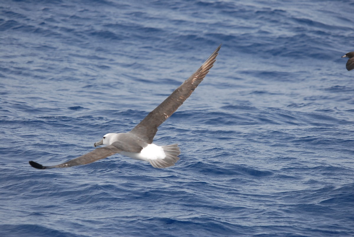 Альбатрос сірощокий - ML646682124