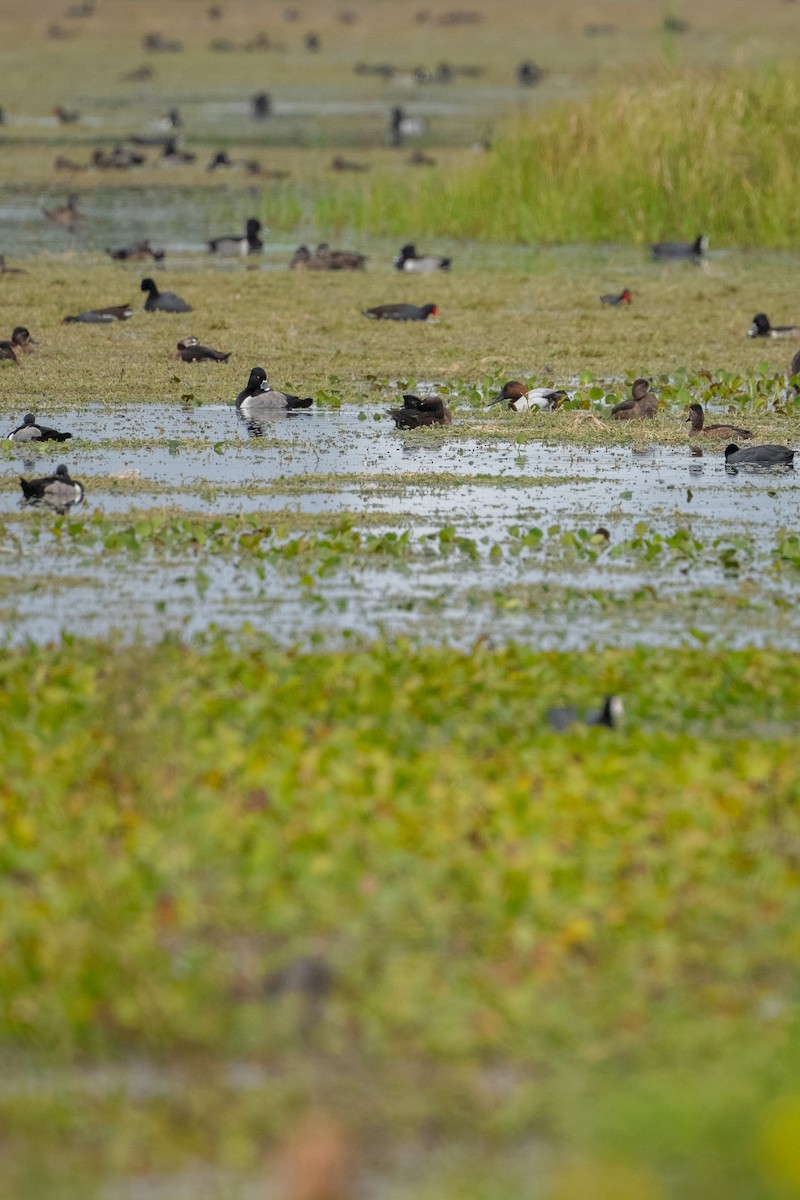 Попелюх довгодзьобий - ML646682125