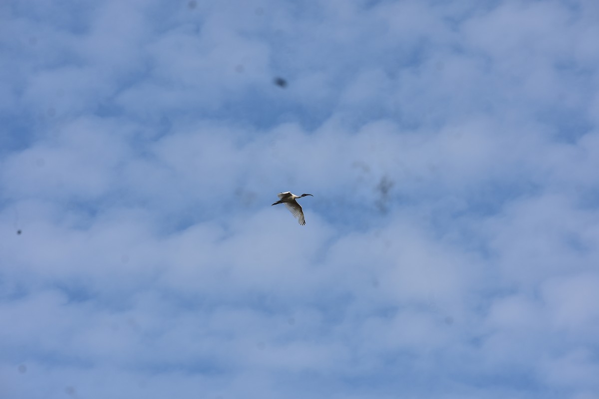 Ібіс сивоперий - ML646682126