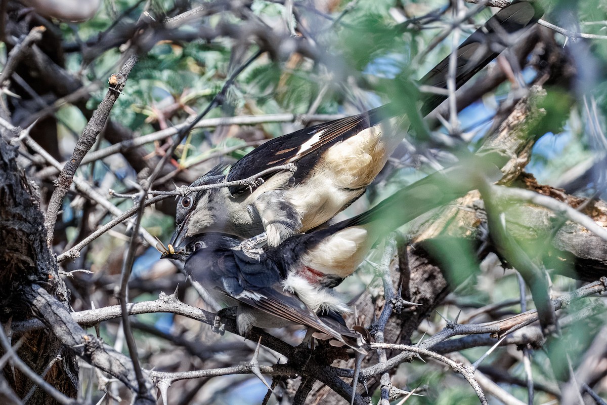 kukačka černobílá - ML646682130