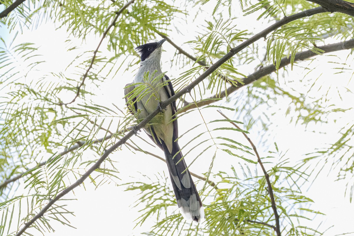 kukačka černobílá - ML646682131