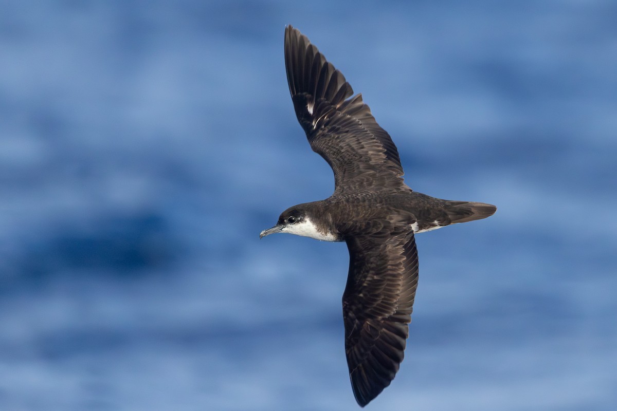 Pardela Tropical (bailloni) - ML646682132