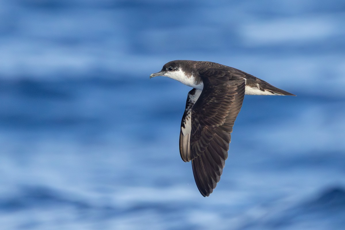 Pardela Tropical (bailloni) - ML646682133