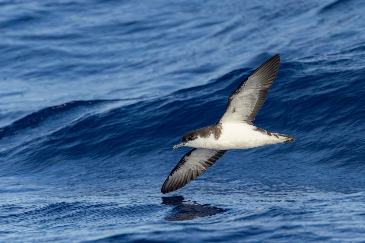 Pardela Tropical (bailloni) - ML646682134