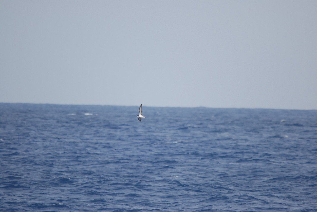 Тайфунник білолобий - ML646682135