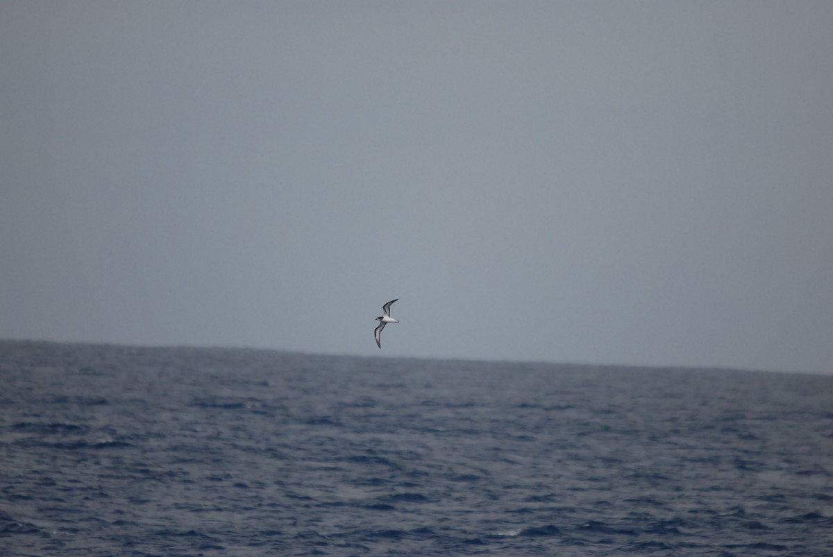 Тайфунник білолобий - ML646682136