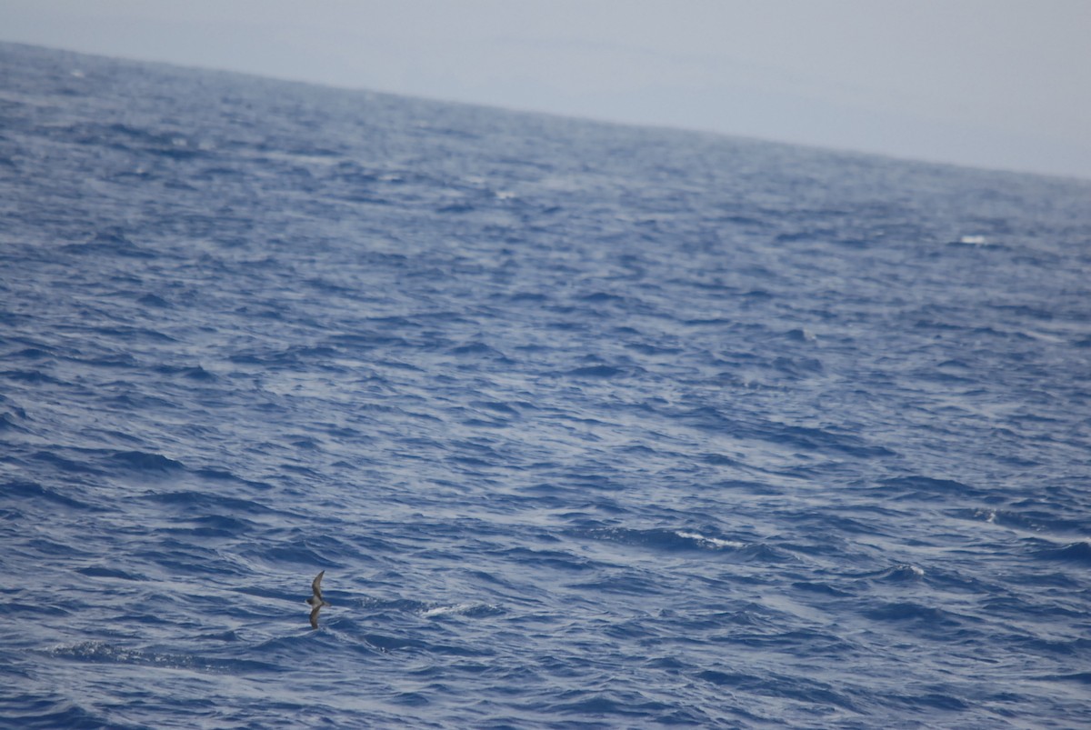 Тайфунник білолобий - ML646682137