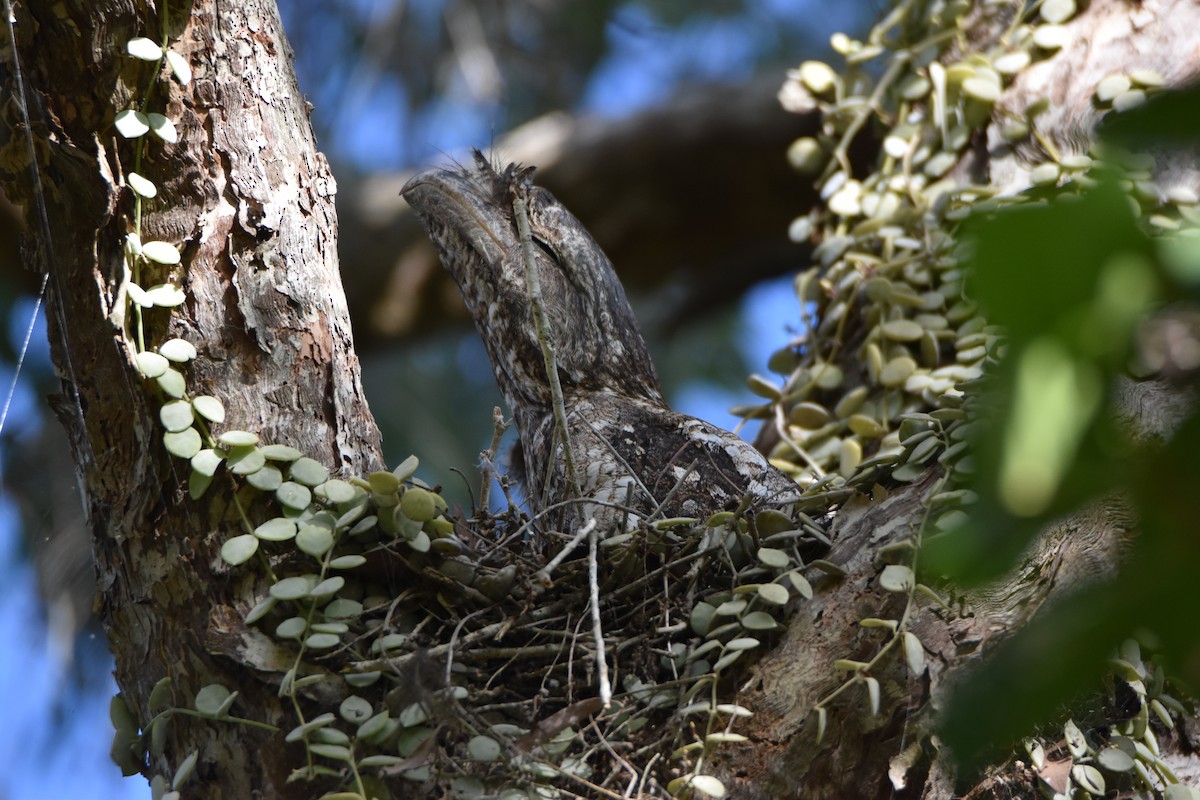 Papuan Frogmouth - ML646682146