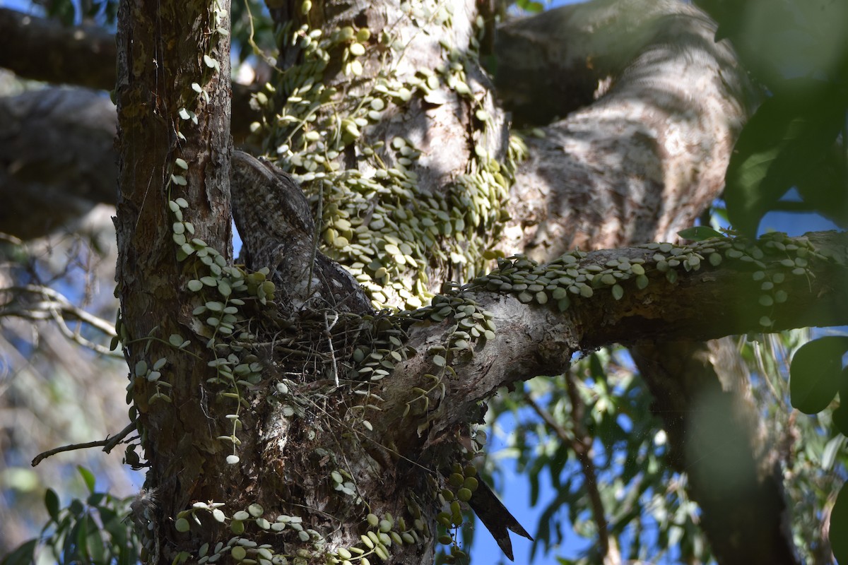 Papuan Frogmouth - ML646682147