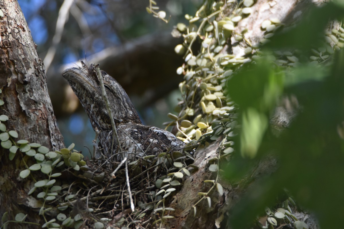 Papuan Frogmouth - ML646682148