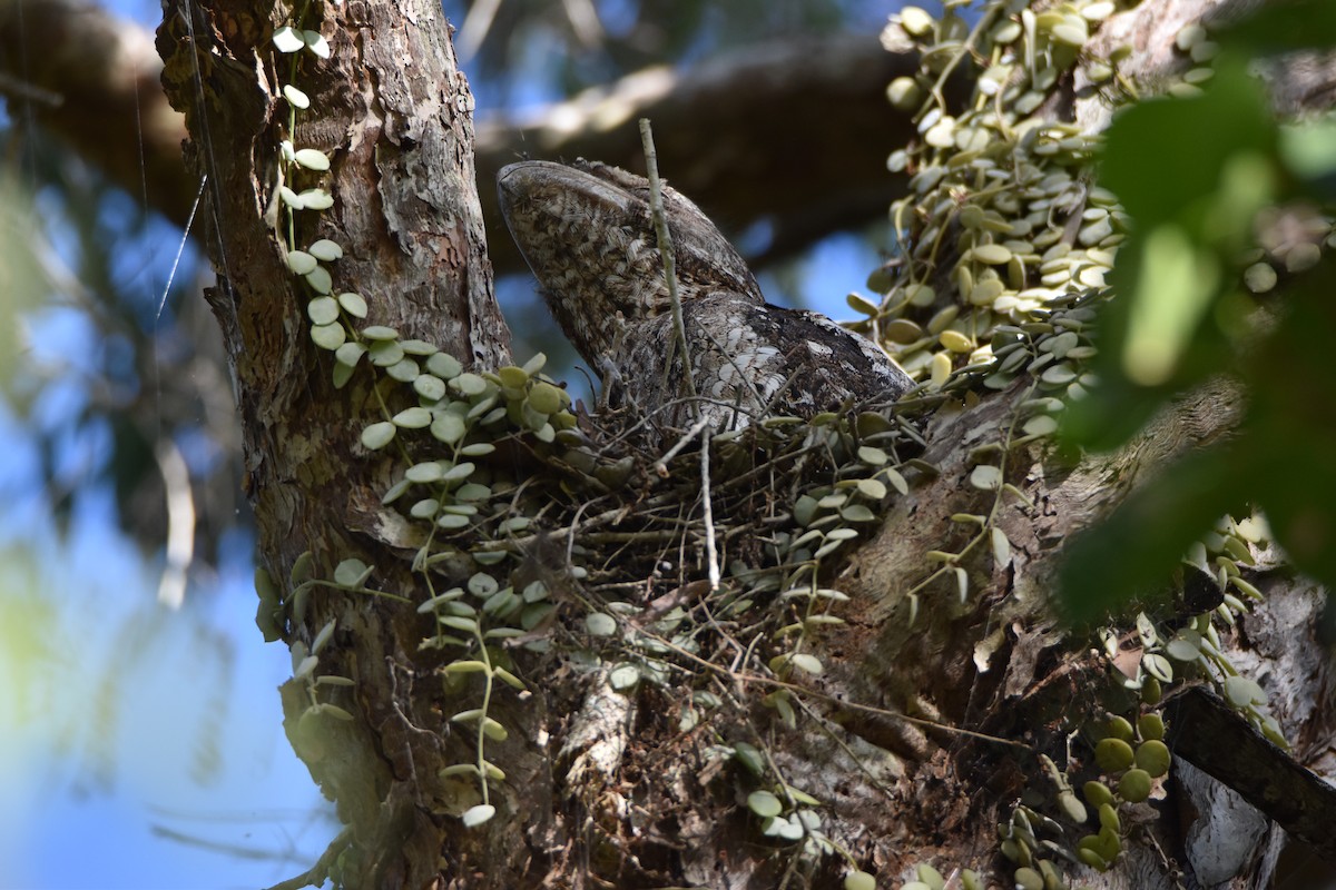 Papuan Frogmouth - ML646682149