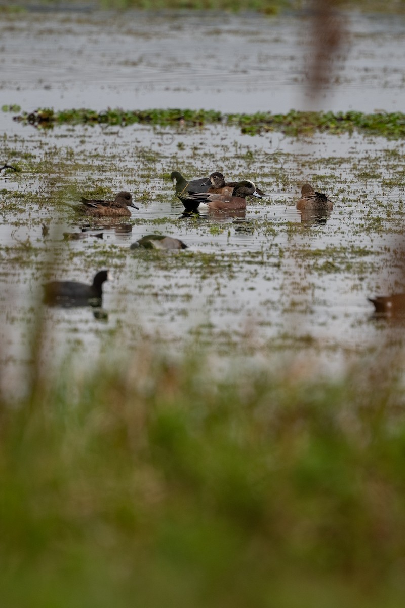 Ahate txistulari amerikarra - ML646682150