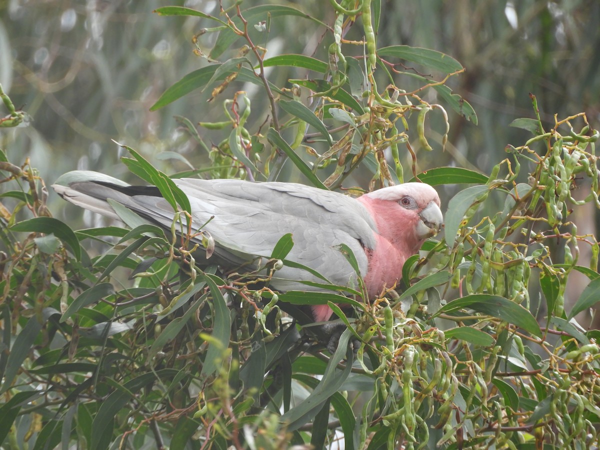 Gül Rengi Kakadu - ML646682152