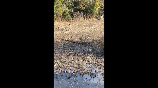 Ruddy-breasted Crake - ML646682155