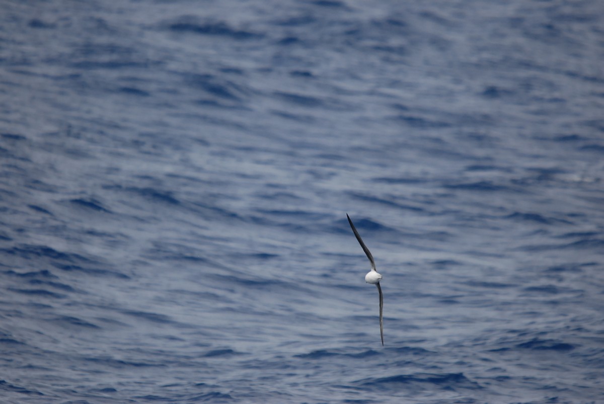 Soft-plumaged Petrel - ML646682156