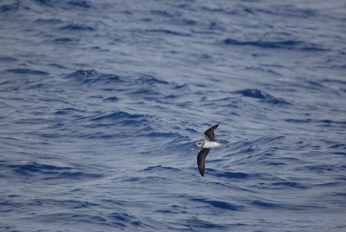 Soft-plumaged Petrel - ML646682157