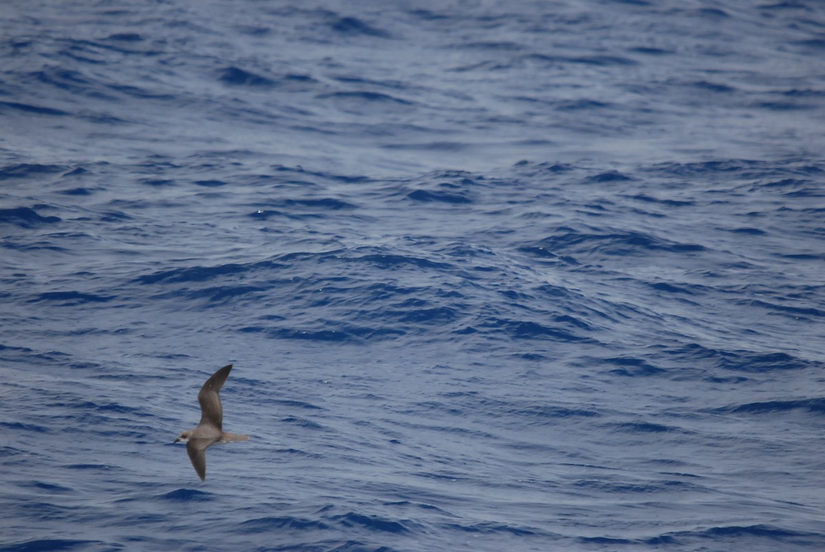 Soft-plumaged Petrel - ML646682158