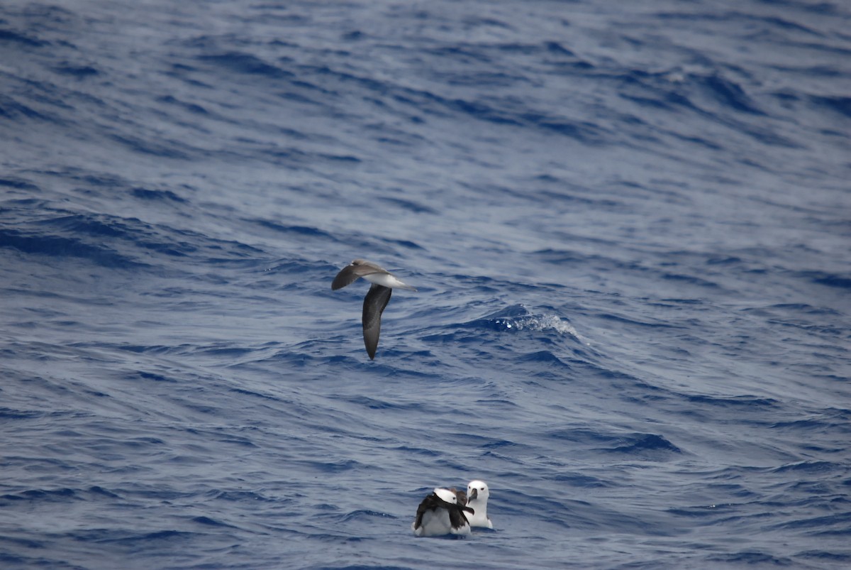 Soft-plumaged Petrel - ML646682159