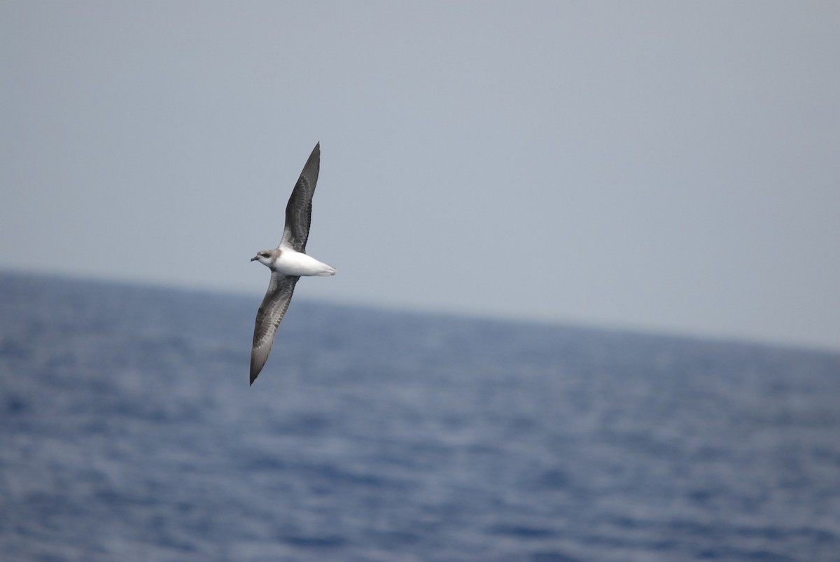 Soft-plumaged Petrel - ML646682160