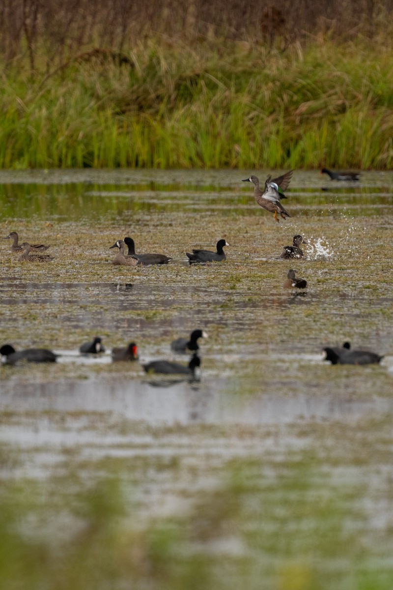 Zertzeta hegalurdina - ML646682162