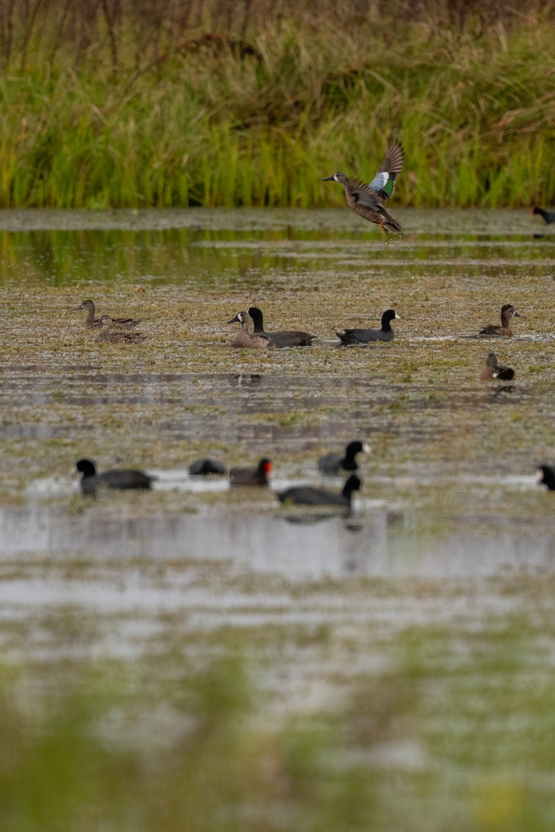 Zertzeta hegalurdina - ML646682163