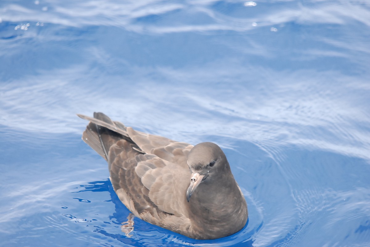 肉足水薙鳥 - ML646682167