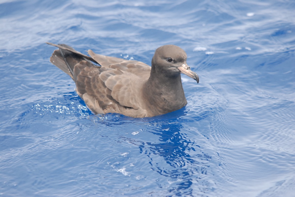 肉足水薙鳥 - ML646682168